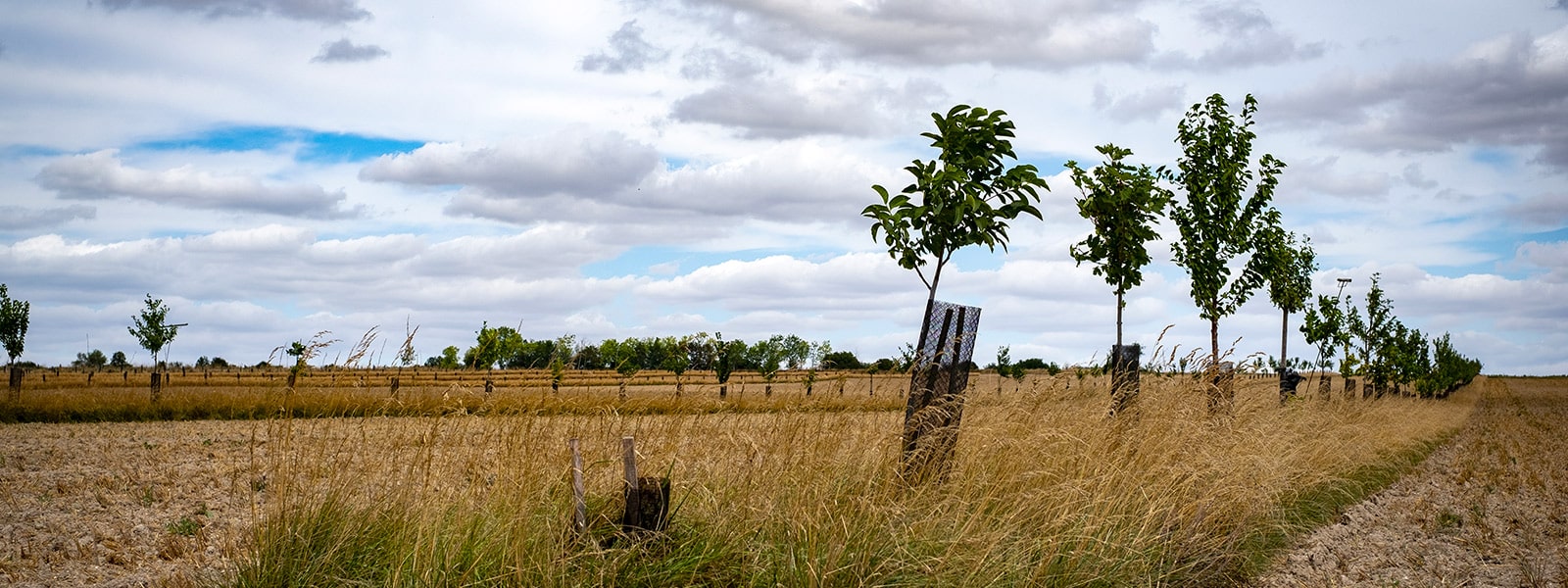 L’agroforesterie au service de la biodiversité