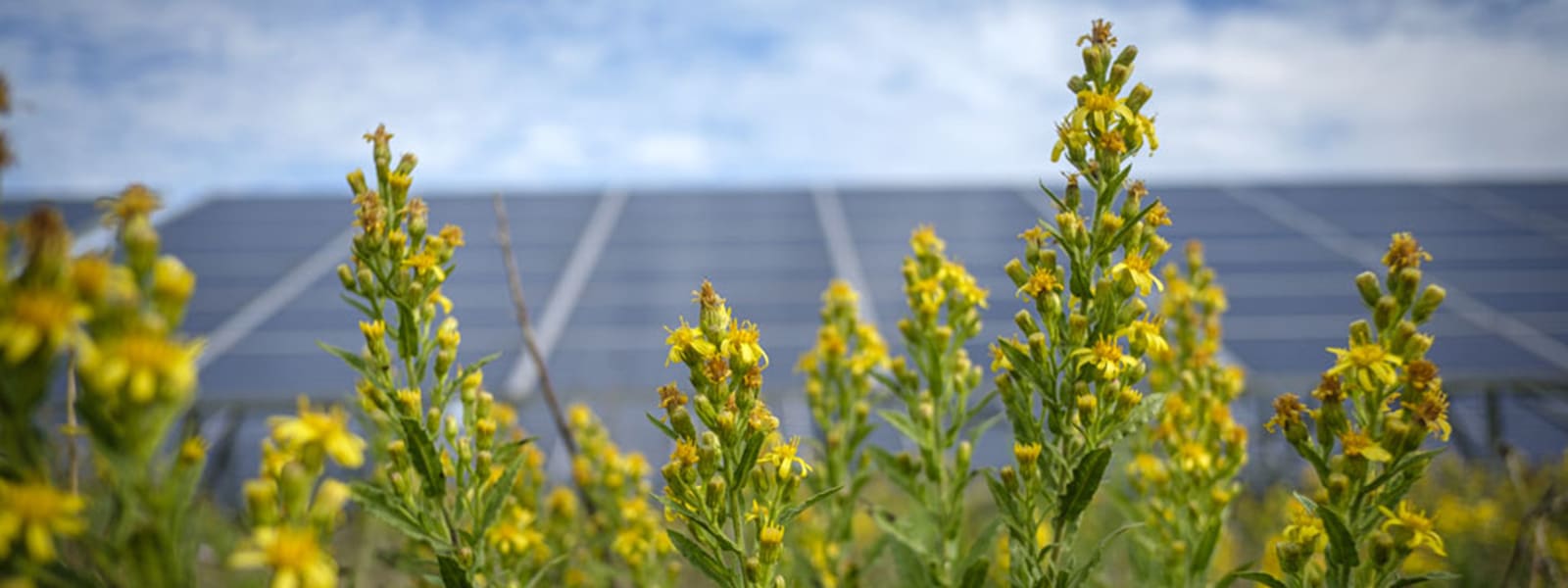 Apiculture, transhumance des abeilles et pastoralisme : le parc solaire de La Verdière joue la carte de la multifonctionnalité