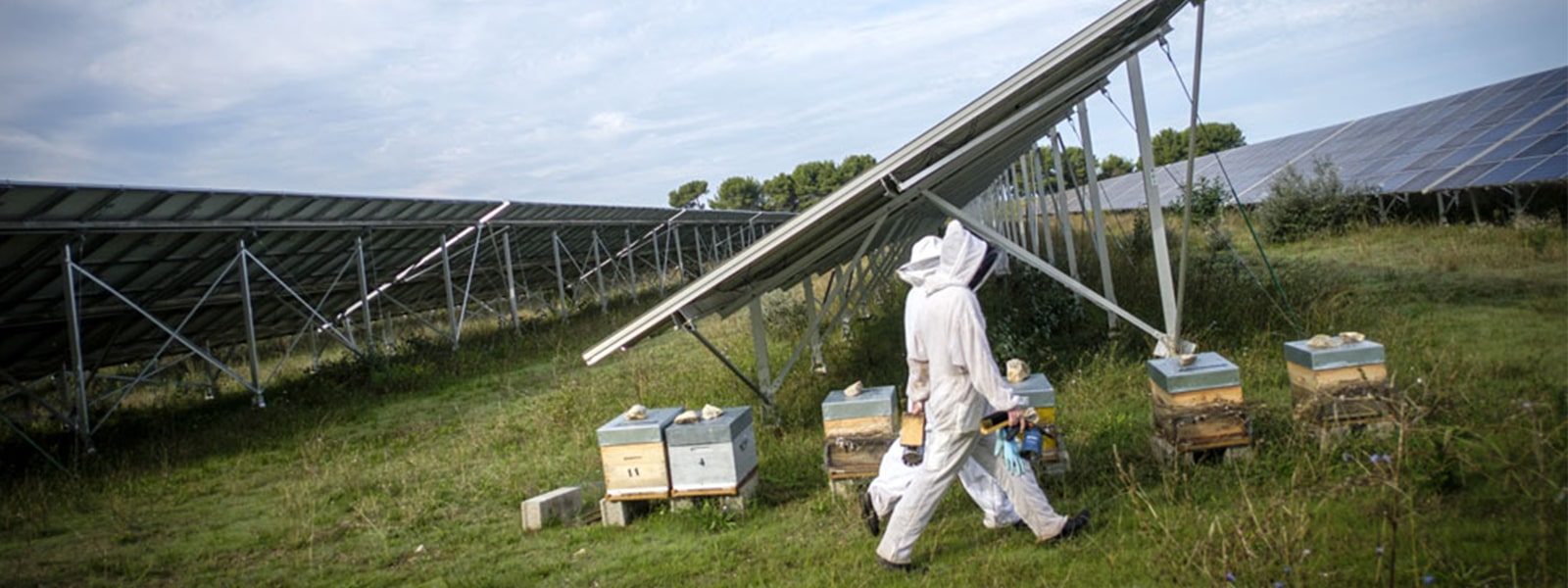 Ruche sur la centrale solaire de Charleval
