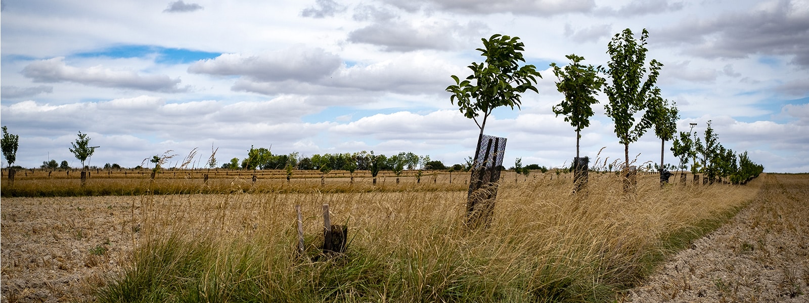 L’agroforesterie au service de la biodiversité