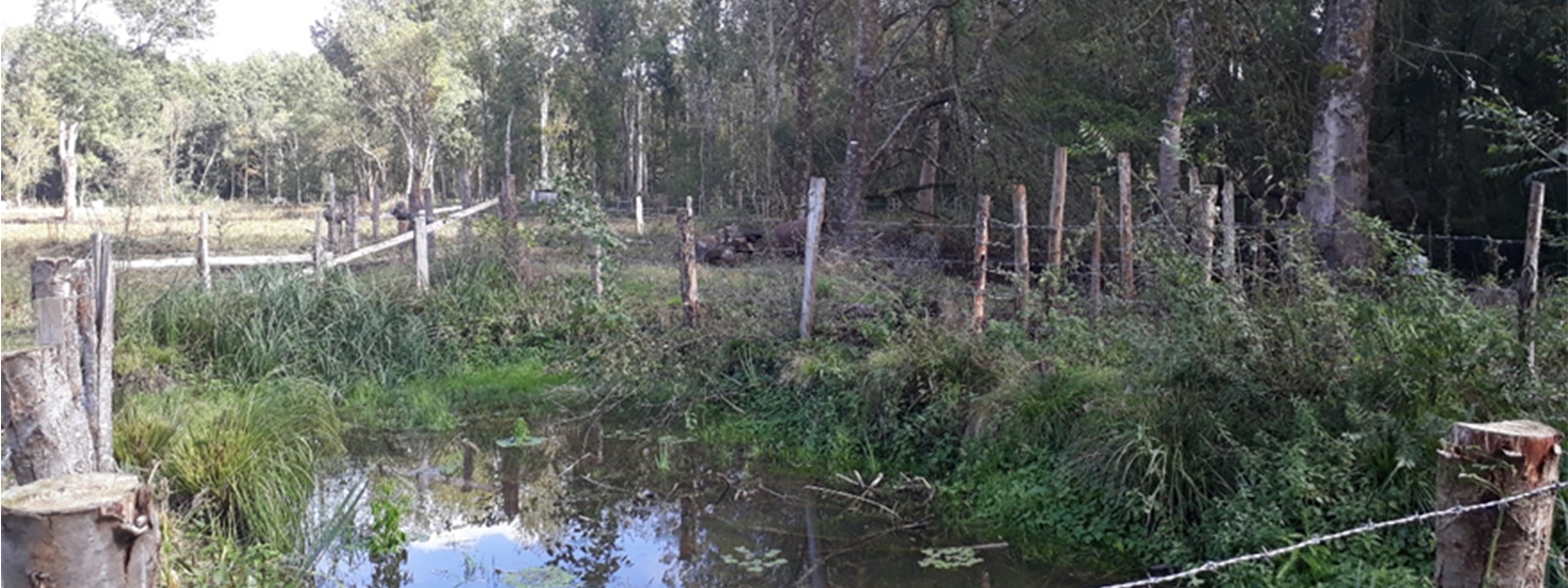 Restaurer les zones humides des landes de Lavernat (72)