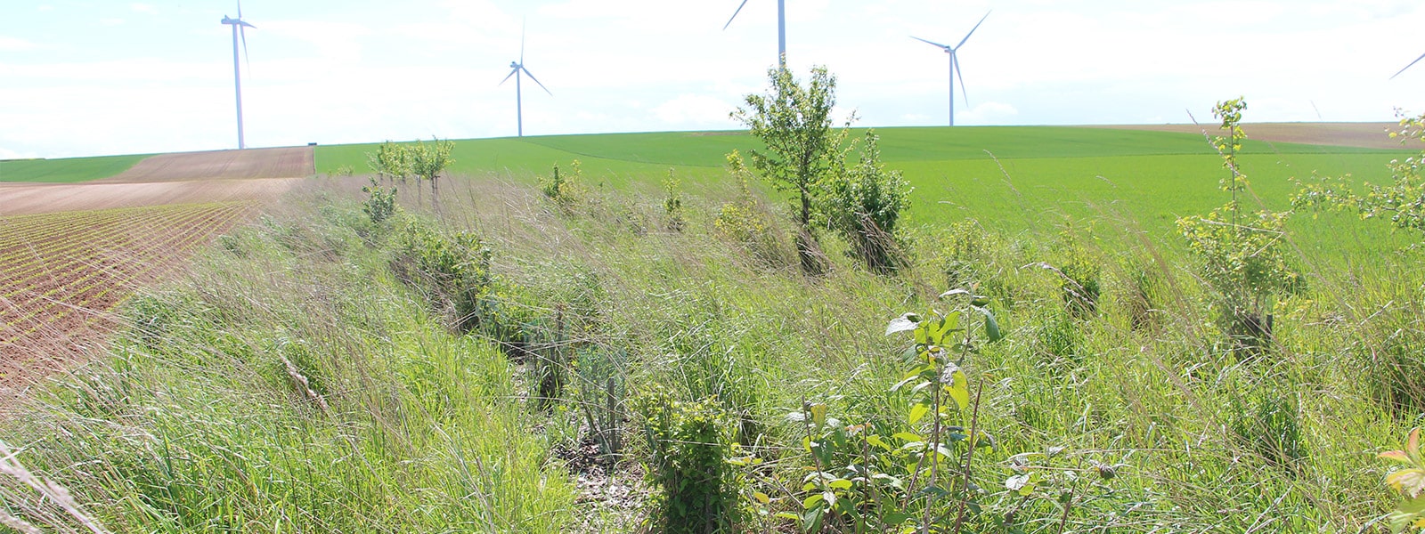 Haies, bandes enherbées, buissons : des aménagements efficaces pour la biodiversité