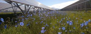 biodiversite centrale solaire au sol