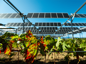 Démonstrateur agrivoltaïque_Tresserre_sur vignes_Crédit photo Sun'Agri (10)-.jpg