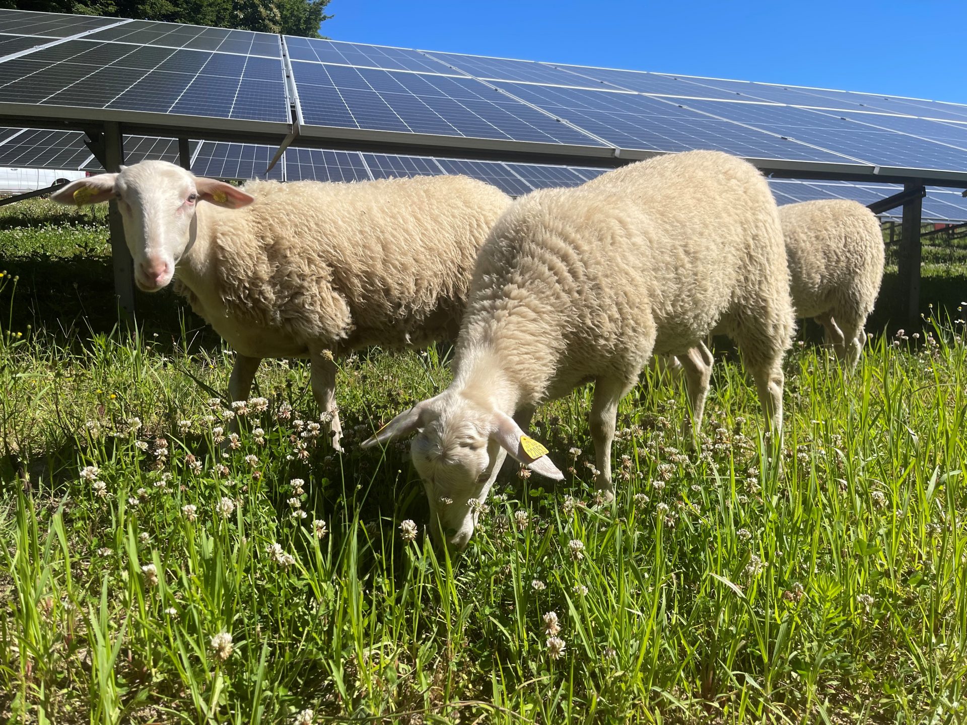 Couplage agrisolaire sur élevage ovin
