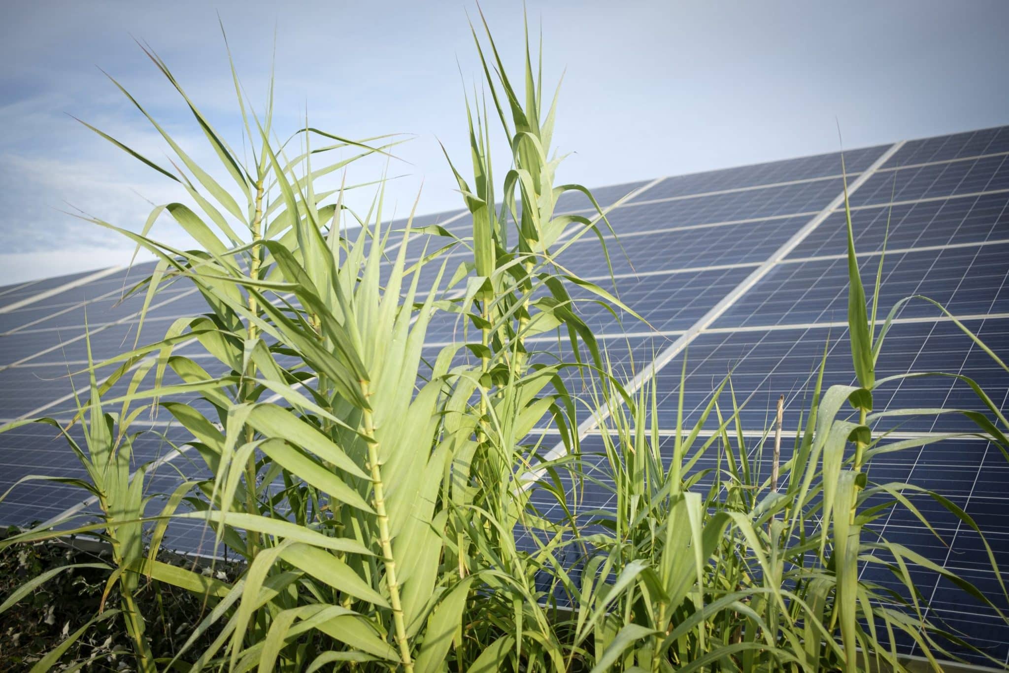 ENGIE_ CHARLEVAL_SOLAIRE_BIODIVERSITE_APICULTURE
