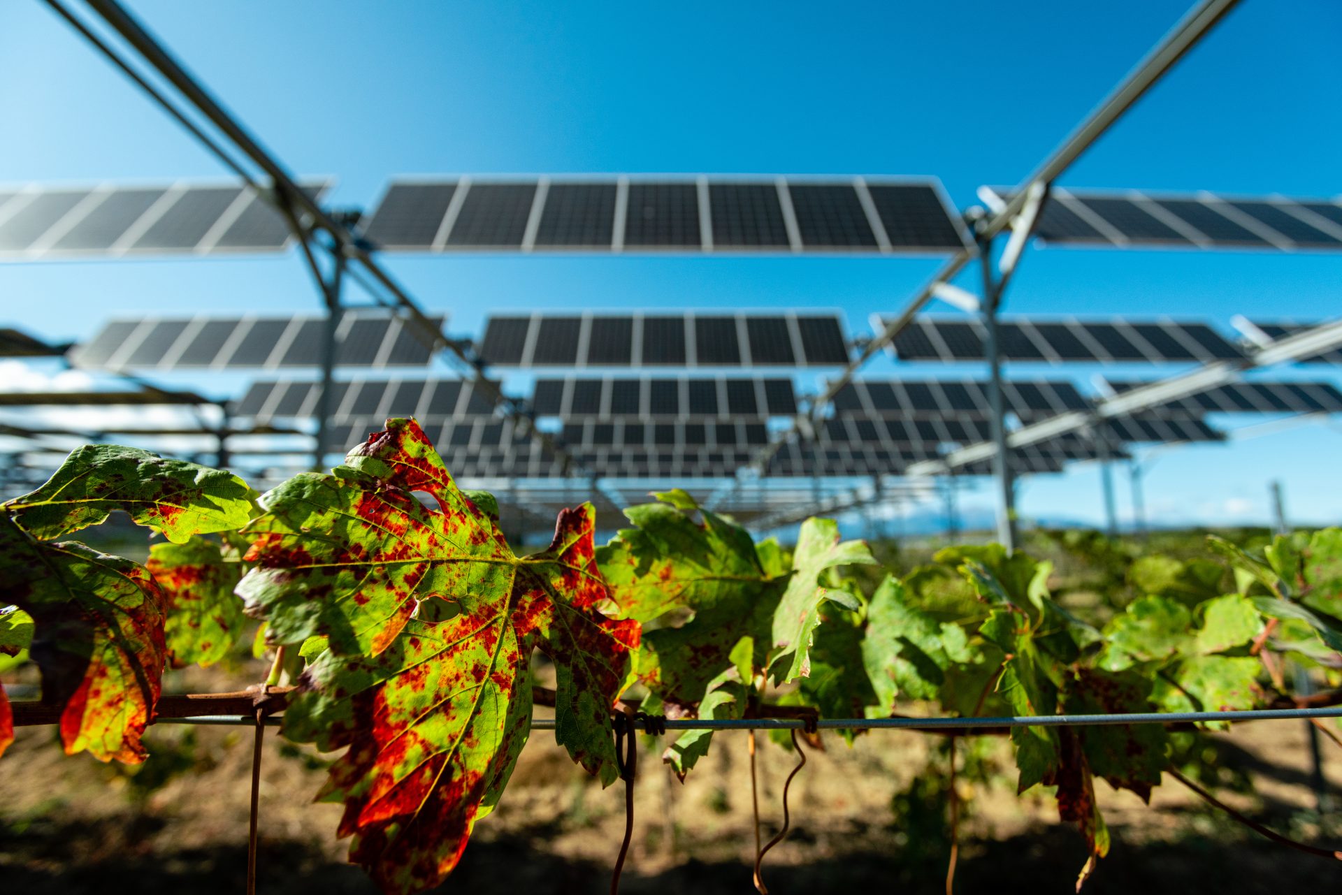 Agrivoltaïsme : une opportunité de développement dans le cadre de la récente loi d’accélération des énergies renouvelables