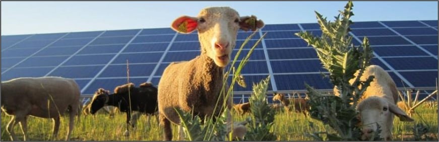 Agrivoltaïsme, ouvre plus que jamais les champs des possibles à la filière élevage