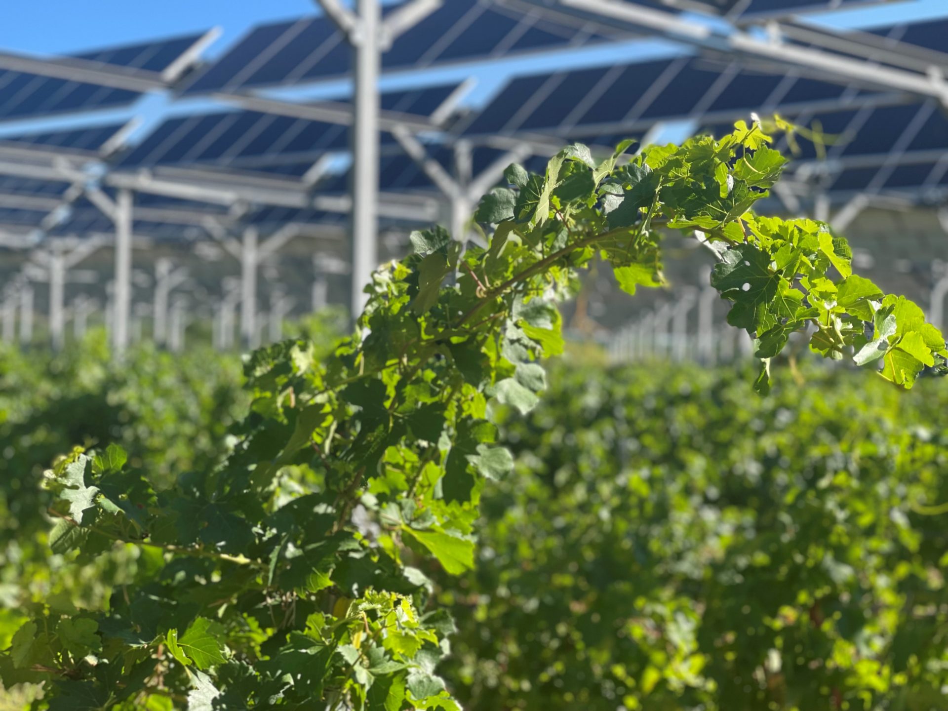 ENGIE Green et Les Vignerons Indépendants de France signent un accord de partenariat au salon Vinitech de Bordeaux