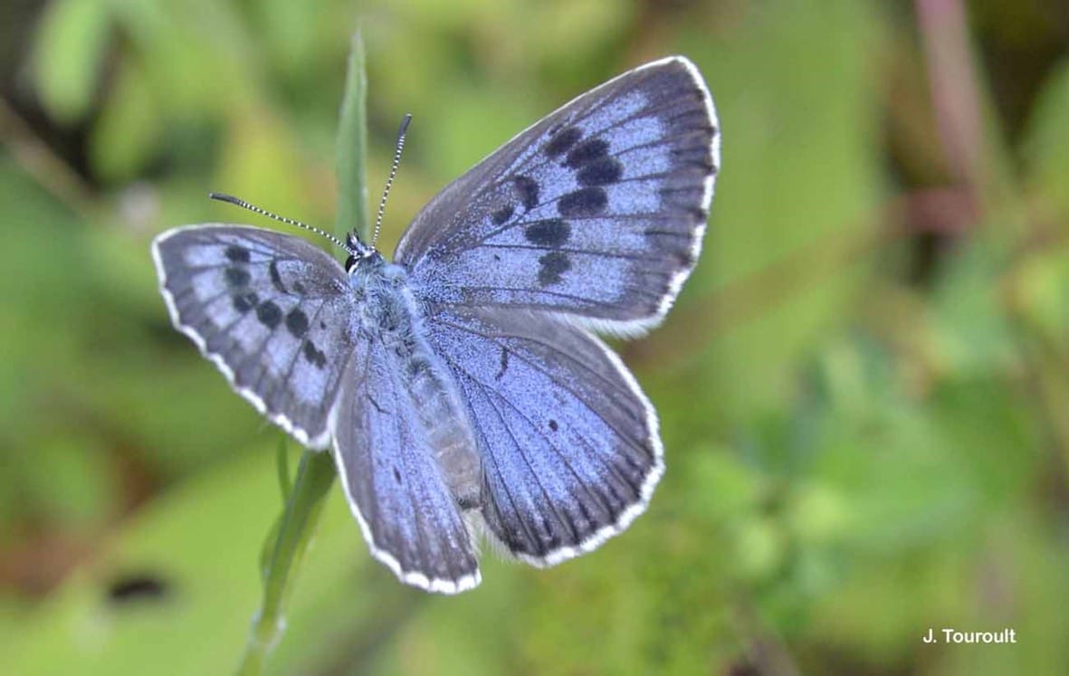 Préserver et améliorer la biodiversité sur les parcs solaires : l'exemple de l’aéroport de Bourges