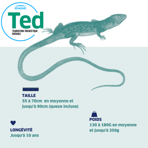 infographie-lézard-ocellé