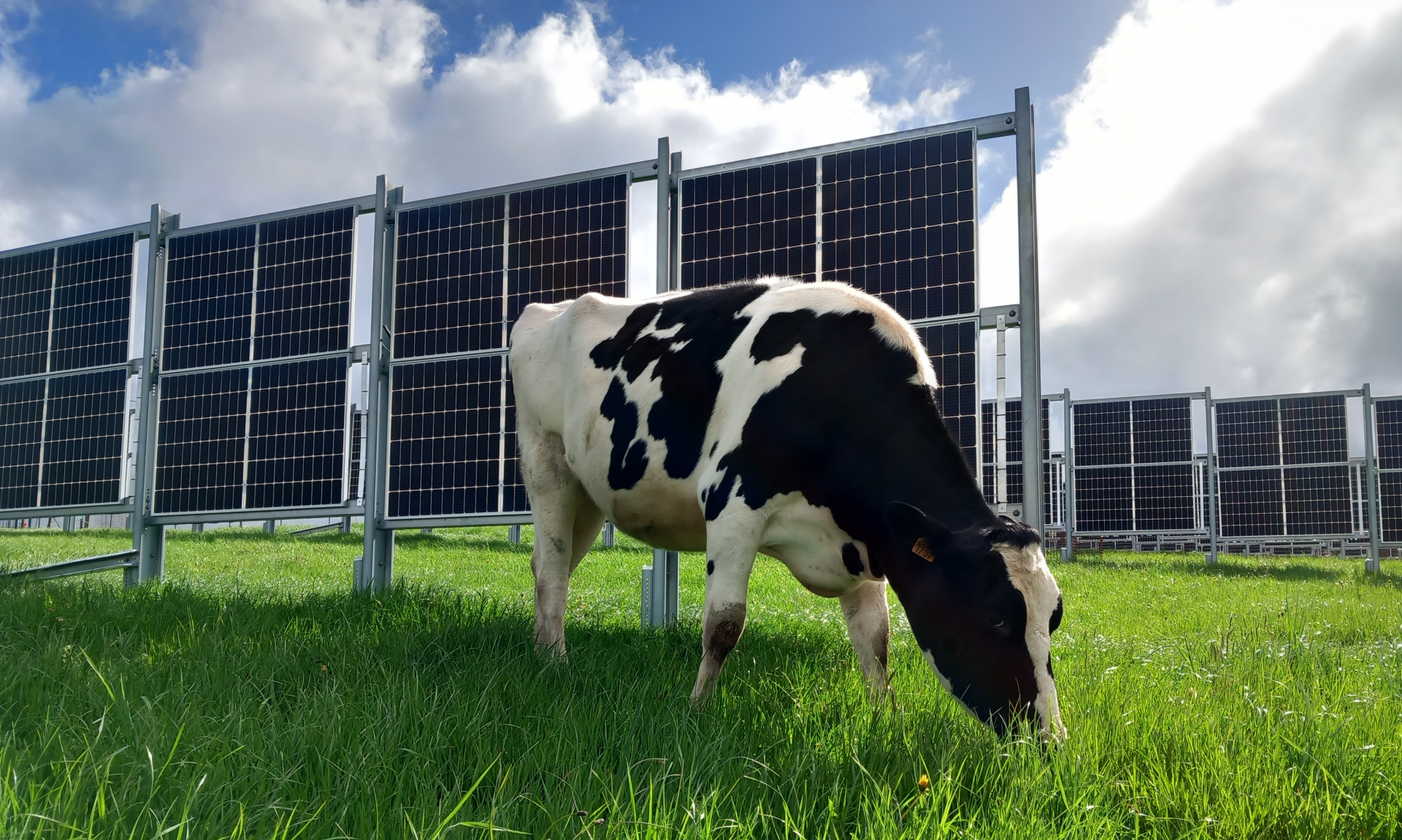 Haies solaires sur élevage bovin
