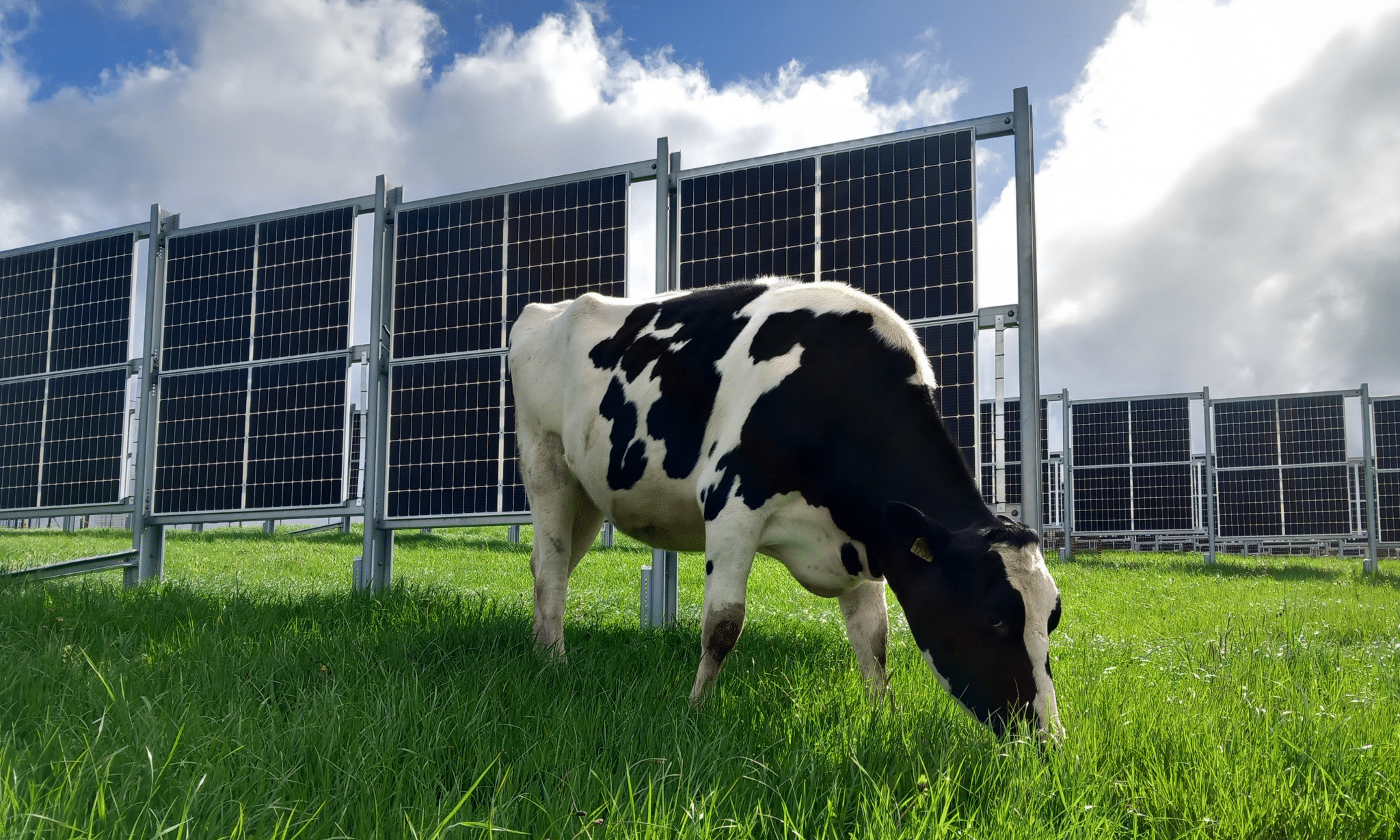 camelia vache haie solaire