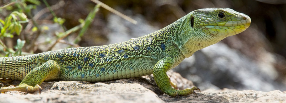 La protection du Lézard Ocellé