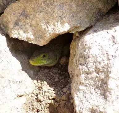 Aménagement pour lézard ocellé
