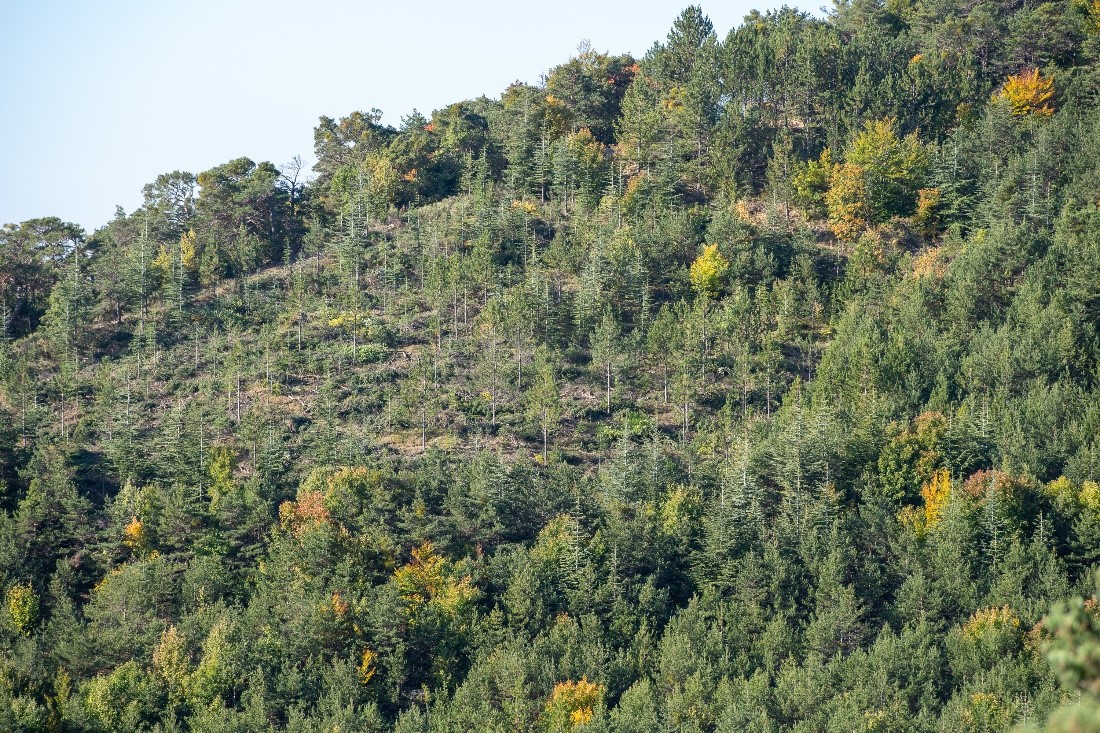 Les mesures compensatoires forestières du parc solaire photovoltaïque de L’Epine (Hautes-Alpes)