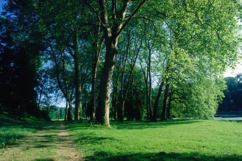 nature arbre carbone