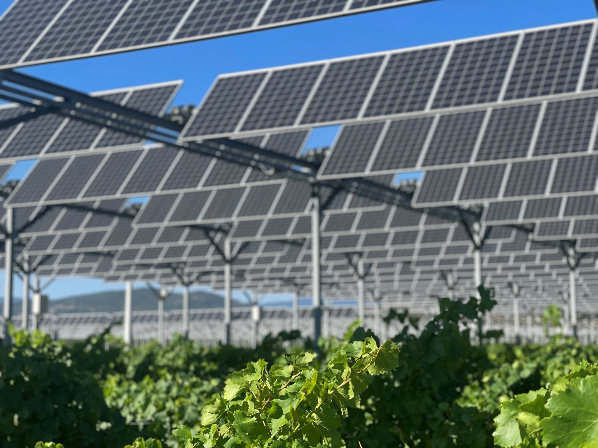 Agrivoltaïsme dynamique sur vignes
